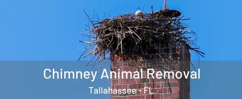  Chimney Animal Removal Tallahassee - FL