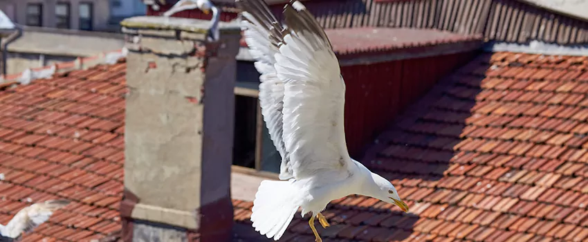 Residential Chimney Animal Removal Solution in Tallahassee, FL