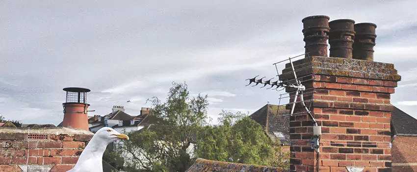 Chimney Cleaning And Restoration in Tallahassee, Florida